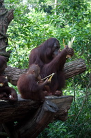 20090423 Singapore Zoo  11 of 97 